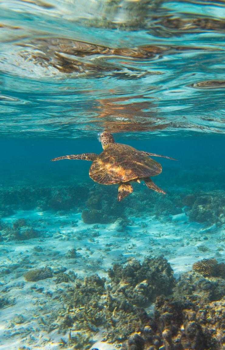 クイーンズランド州、グレート・バリア・リーフ、レディー・エリオット島、ウミガメ © Tourism &amp; Events Queensland