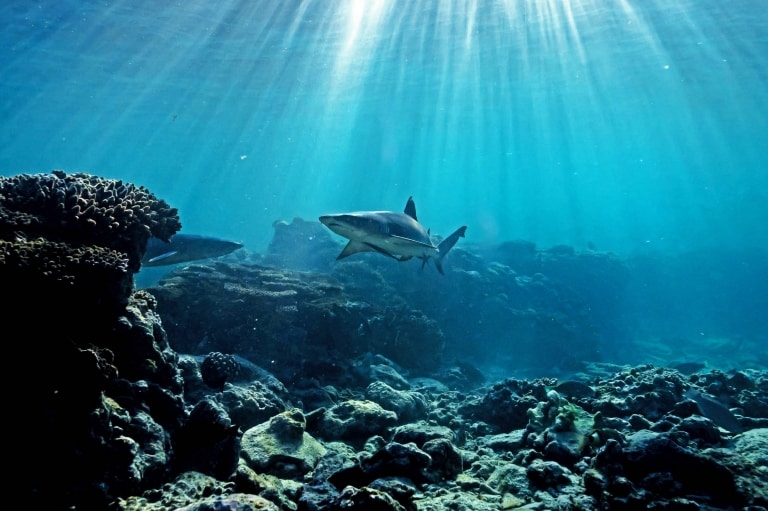 クイーンズランド州レディー・エリオット島近くのサンゴ礁を泳ぐサメ © James Vodicka