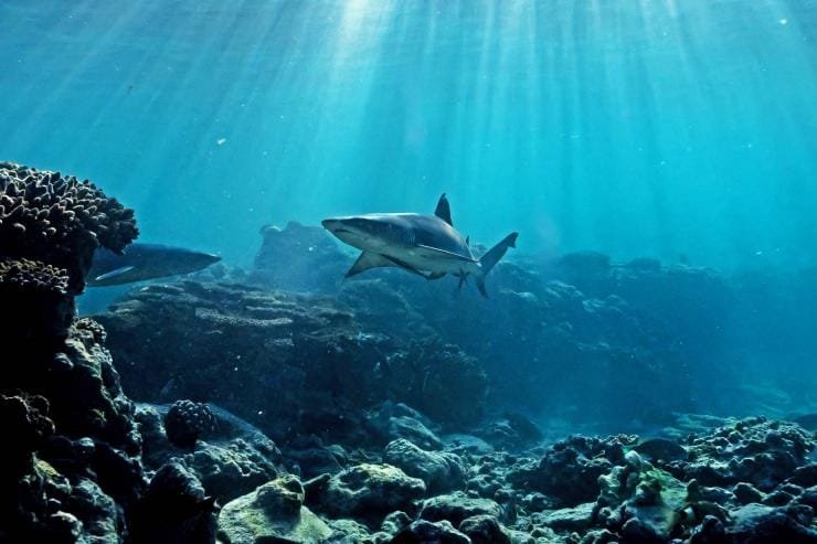 クイーンズランド州レディー・エリオット島近くのサンゴ礁を泳ぐサメ © James Vodicka