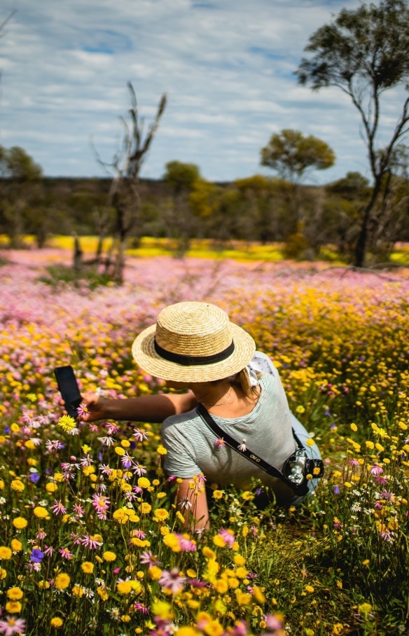 コールシーム自然保護公園、ワイルドフラワー © Tourism Western Australia