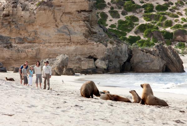南オーストラリア州、カンガルー島、シール・ベイ © Tourism Australia