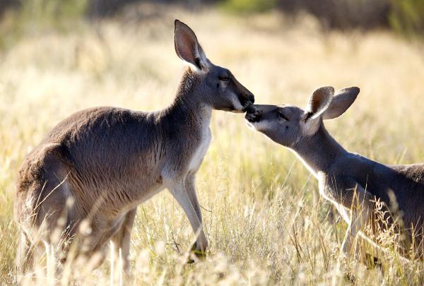 ノーザンテリトリー、アリス・スプリングス、カンガルー・サンクチュアリ © The Kangaroo Sanctuary