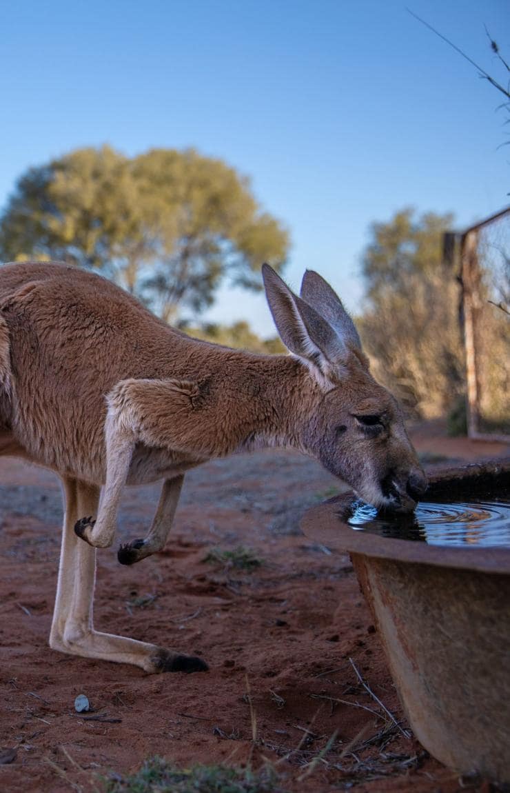 ノーザンテリトリー、アリス・スプリングス、カンガルー・サンクチュアリ © Tourism Australia