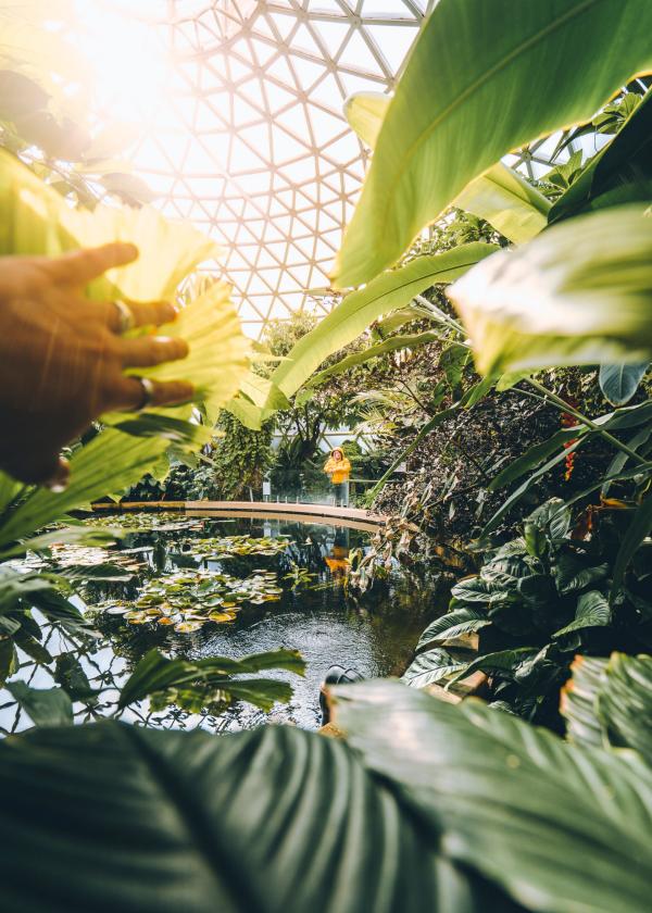 クイーンズランド州、ブリスベン、ブリスベン植物園 © Tourism and Events Queensland
