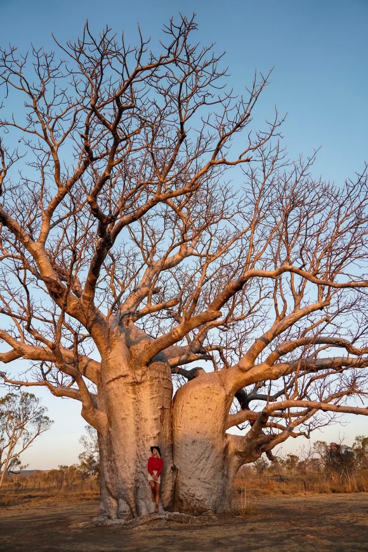 西オーストラリア州、キンバリー、バオバブの木 © Tourism Australia