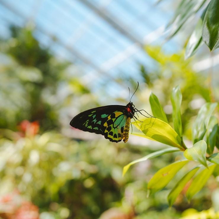  キュランダ、バタフライ・サンクチュアリの蝶 © Tourism Australia