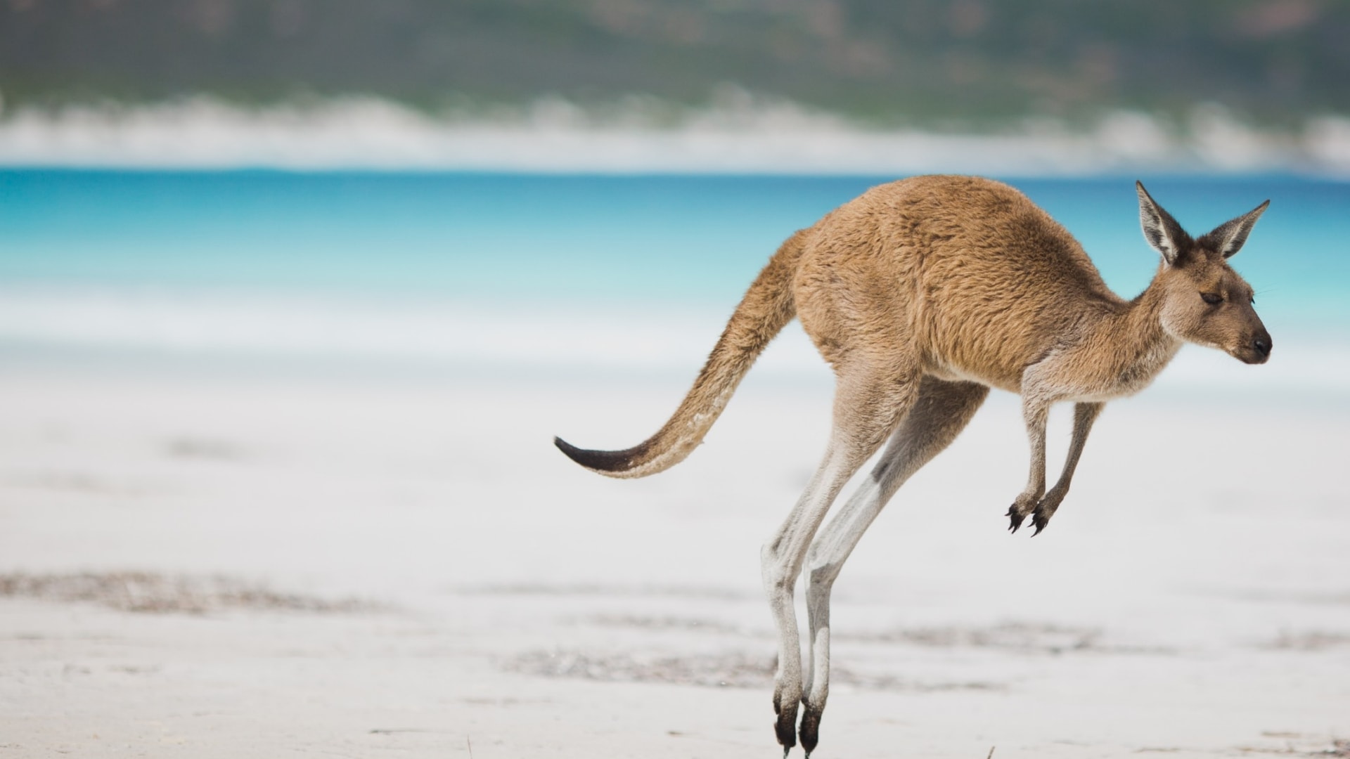 西オーストラリア州、エスペランス（Esperance）、ラッキー・ベイ（Lucky Bay）、カンガルー © Australia's Golden Outback