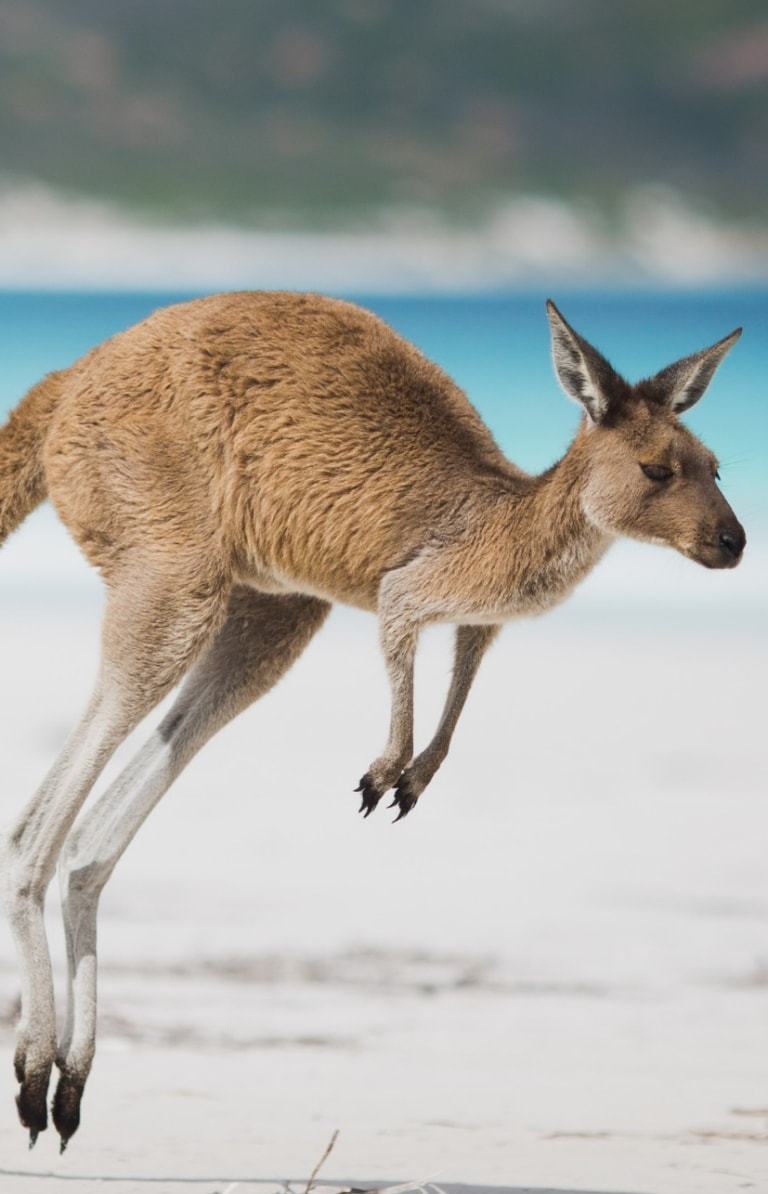 西オーストラリア州、エスペランス（Esperance）、ラッキー・ベイ（Lucky Bay）、カンガルー © Australia's Golden Outback