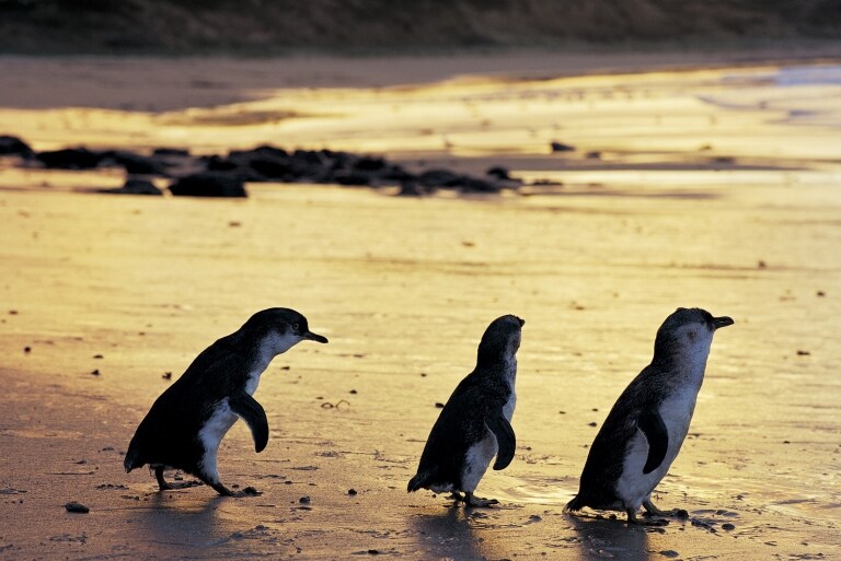 リトル・ペンギン、ビクトリア州、フィリップ島自然公園 © Phillip Island Nature Park