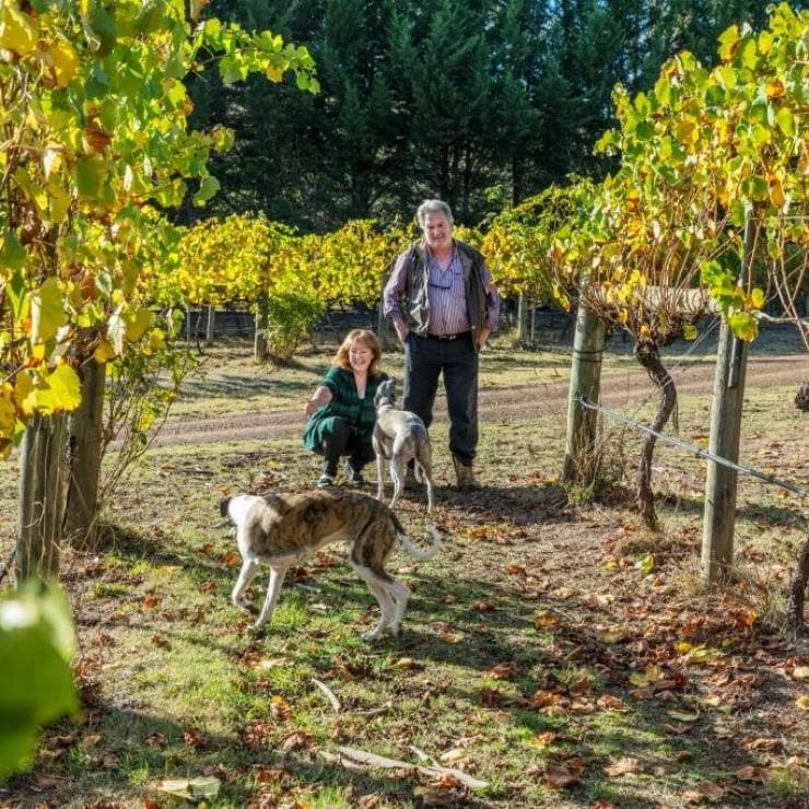 リトル・リバー・ワインズのブドウ園にいる犬 © Little river wines