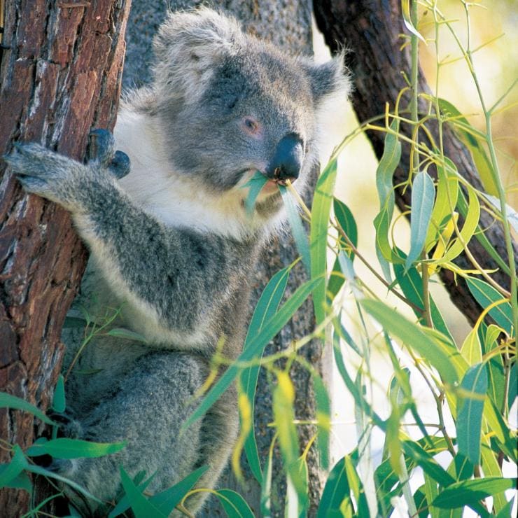 西オーストラリア州、ヤンチャップ国立公園のコアラ © Tourism Western Australia