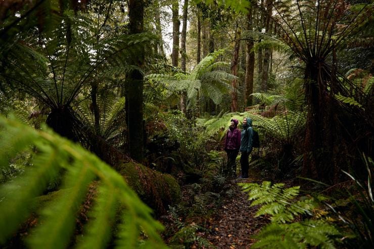 ニュー・サウス・ウェールズ州、 バリントン・トップス国立公園、グロスタートップス © Destination Barrington Coast ニュー・サウス・ウェールズ州、 バリントン・トップス国立公園、グロスタートップス © Destination Barrington Coast