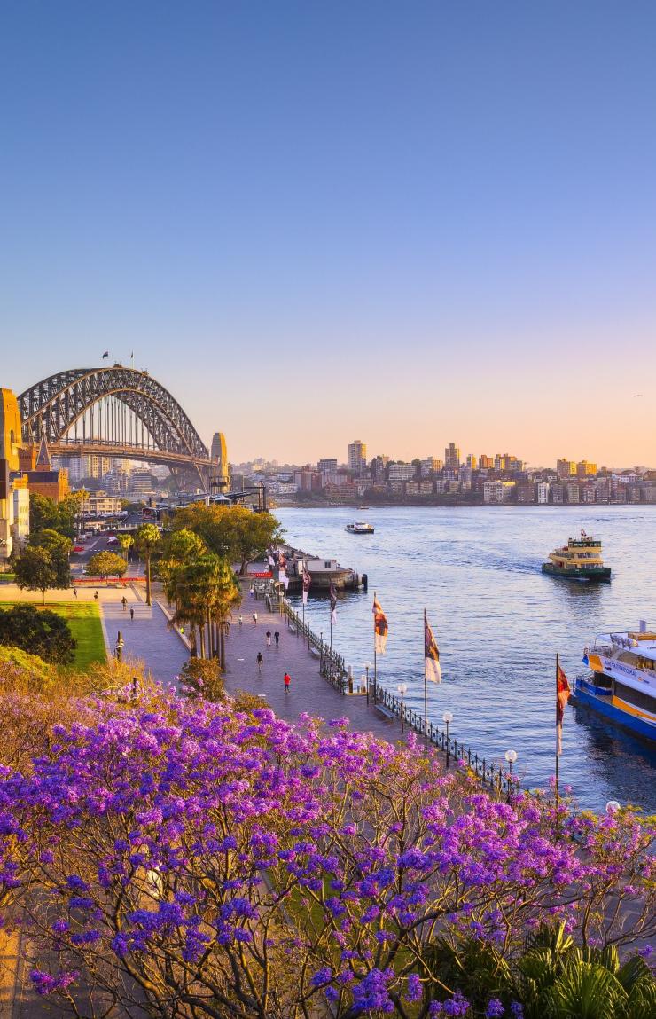 ニュー・サウス・ウェールズ州、シドニー、ジャガランダと日没時のシドニー・ハーバー © Destination NSW
