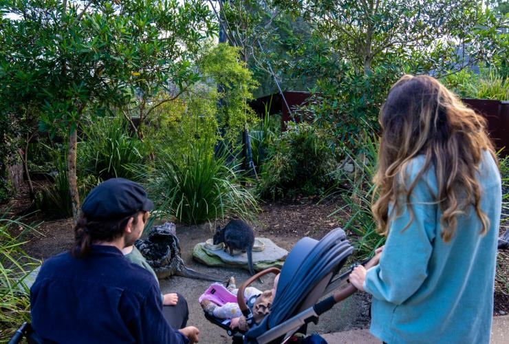 ニュー・サウス・ウェールズ州、シドニー、タロンガ動物園で有袋類を見ている車椅子の男性とその家族 © Tourism Australia