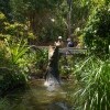 クイーンズランド州、ハートリーズ・クリーク・クロコダイル・アドベンチャーズの水から飛び出すクロコダイル © Tourism Australia