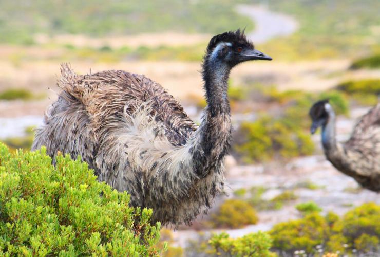 南オーストラリア州、ヨーク半島、ディルバ・グーランダ・イネス国立公園 © South Australian Tourism Commission