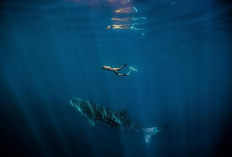 西オーストラリア州、ニンガルー海洋公園、ジンベエザメと泳ぐ女性 © Tourism Western Australia