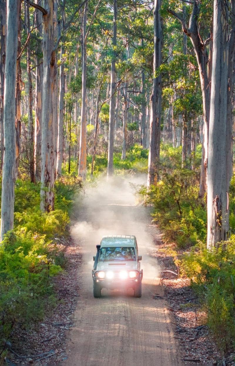 西オーストラリア州、マーガレットリバー、ボラナップ森林、森林の土道を走る四輪駆動車 © Tourism Australia