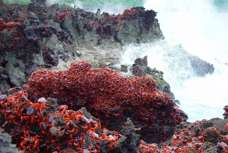 クリスマス島で毎年見られる赤いカニの移動中、潮吹き穴に群がる数百匹の赤いカニ © Christmas Island Tourism Association