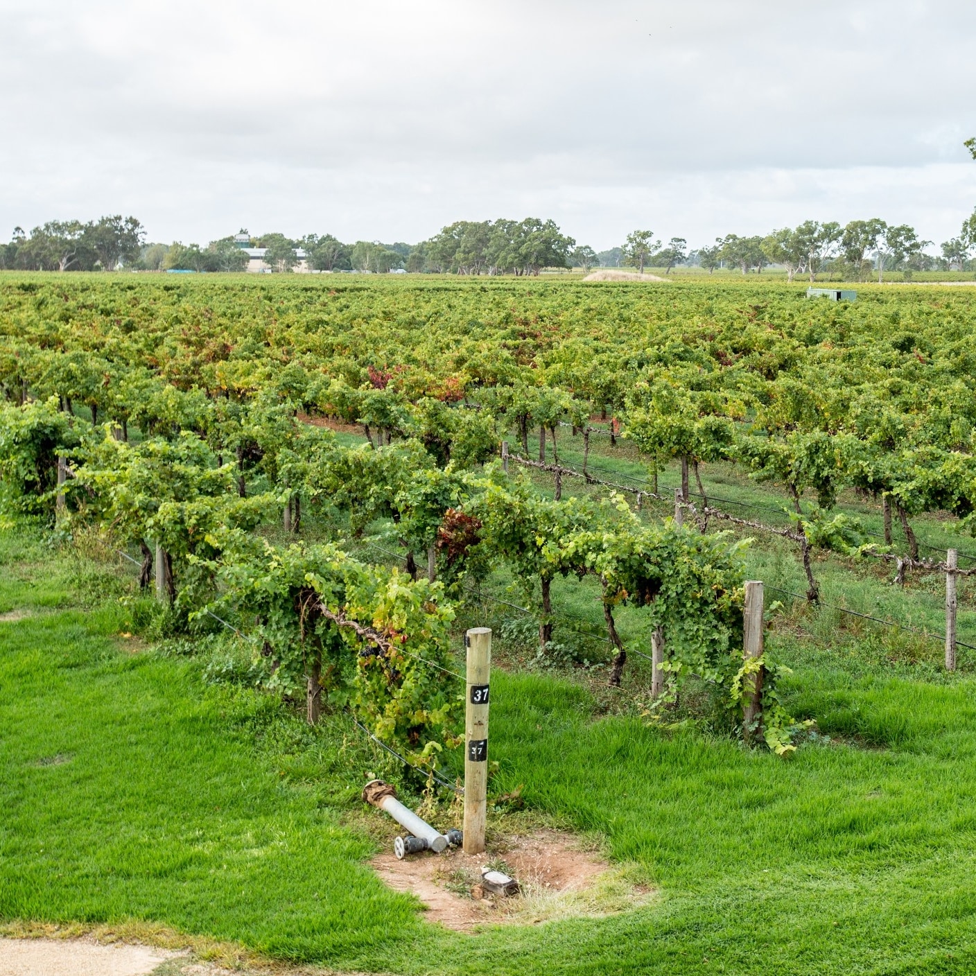 クナワラのワイン産地にあるブドウ園 © Tourism Australia