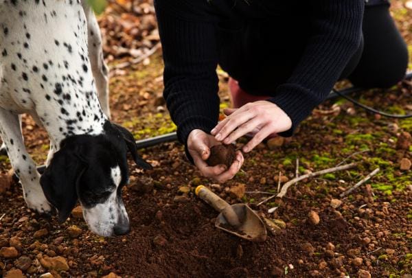 トリュフ・カーファフル、西オーストラリア州、マンジマップ © Jessica Shaver Photography