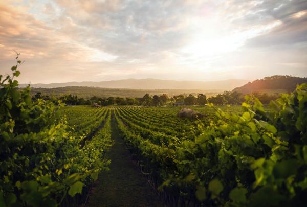 クイーンズランド州、グランティー・ベルト、シロメ・ヴィンヤード © Sirromet Vineyards