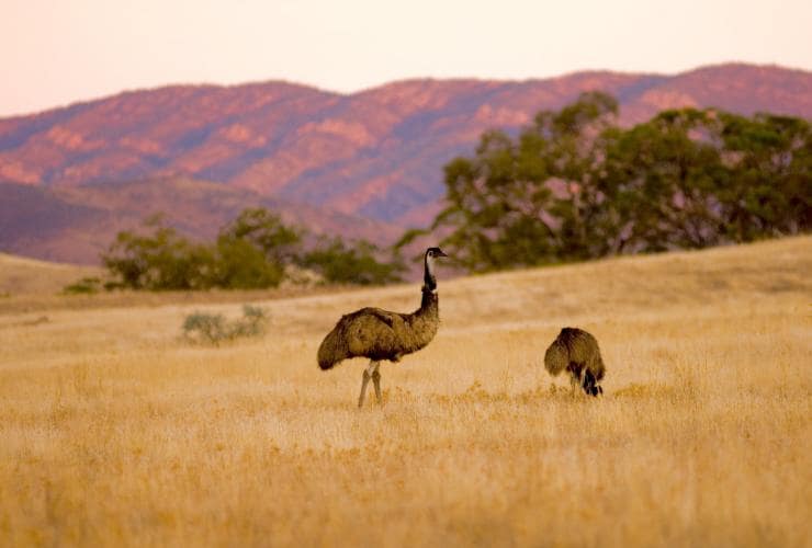 南オーストラリア州、フリンダース山脈、アルカバ、エミュー © Wild Bush Luxury