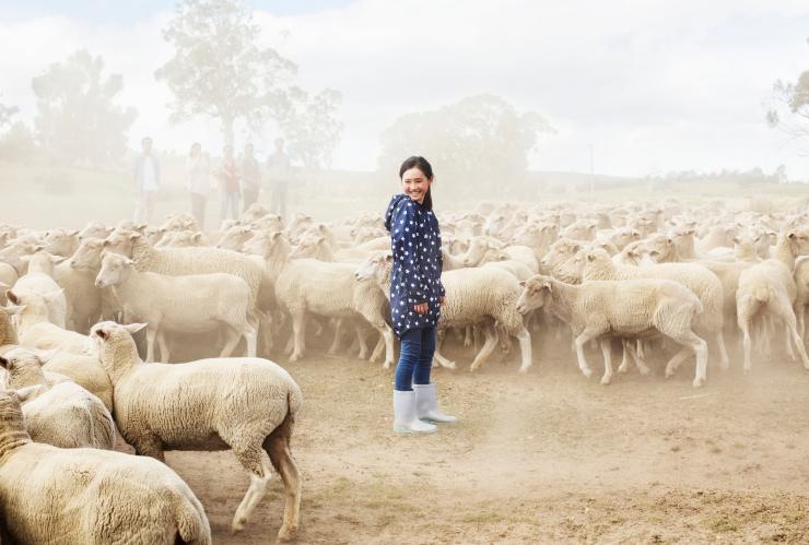 ハミルトンのカリンガ・ファームで羊に囲まれる家族 © Tourism Tasmania