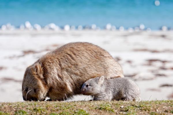 タスマニア州、マリア島、マリア・アイランド・ウォーク © Maria Island Walk