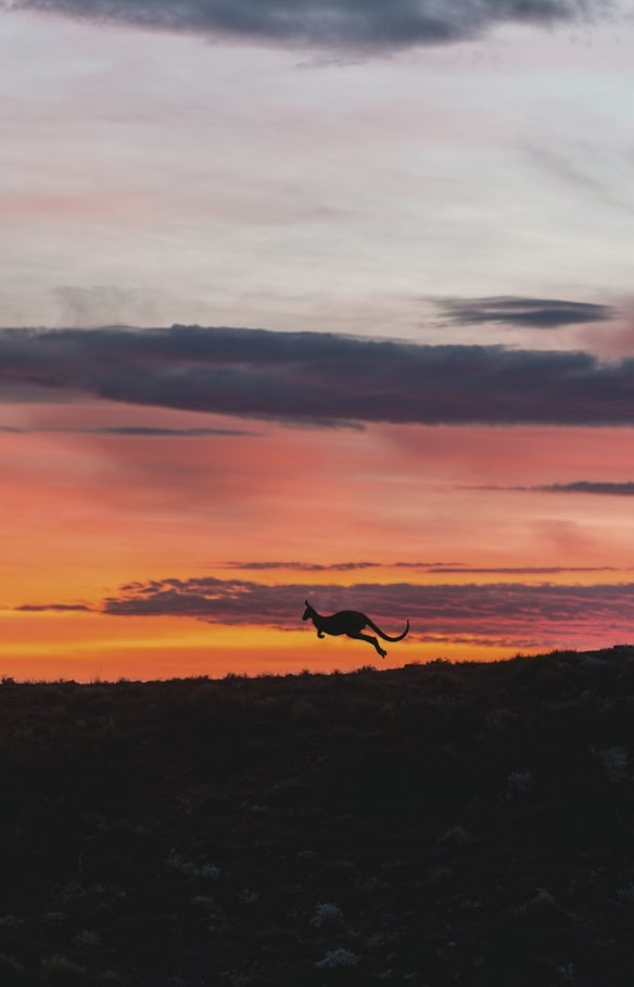 南オーストラリア州、フリンダース山脈国立公園、アルカバで夕焼けの中を飛び跳ねるカンガルー © South Australian Tourism Commission