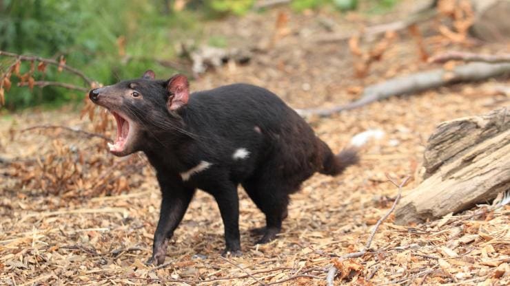 タスマニア州、プレミア・トラベル・タスマニア、タスマニアン・デビル © Australian Wildlife Journeys