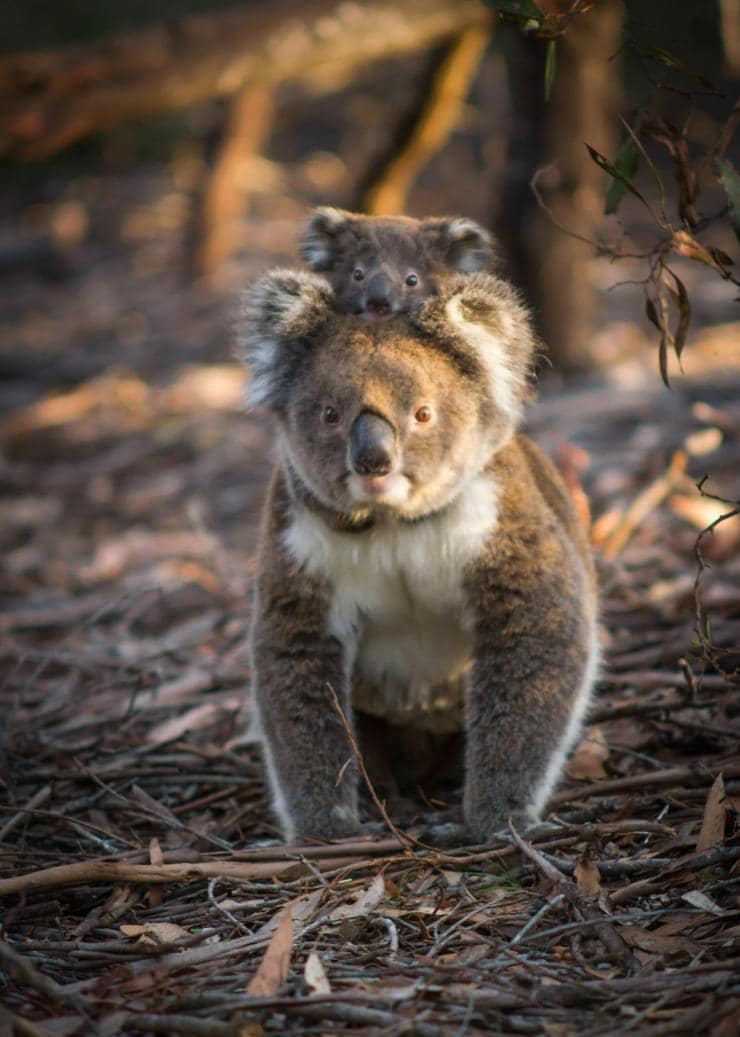 南オーストラリア州、カンガルー島、フリンダース・チェイス国立公園、コアラ © Sam Morgan