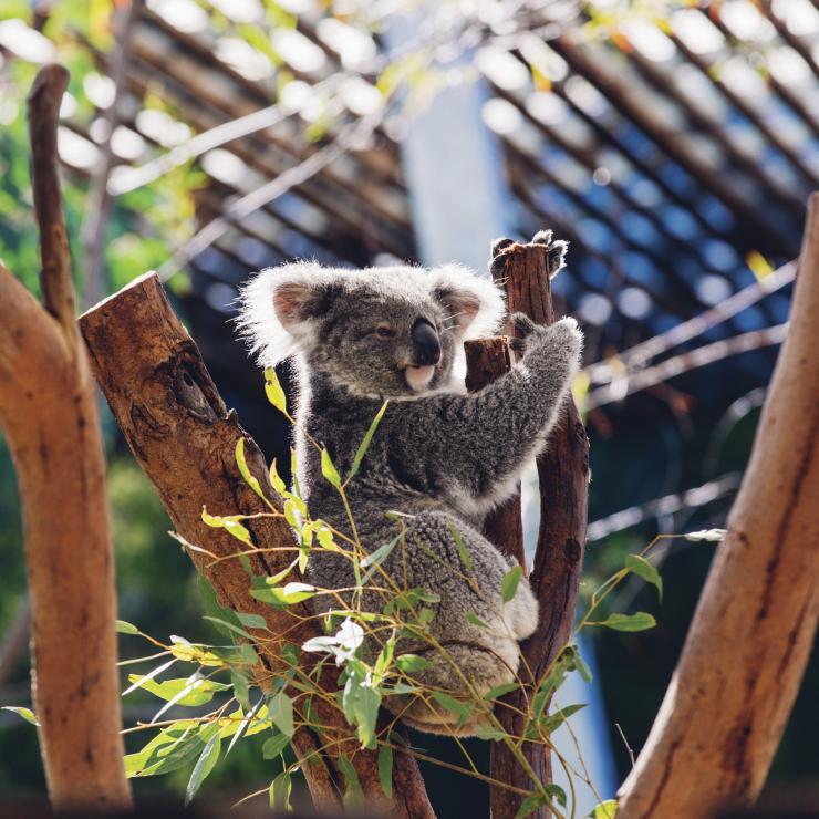 シドニーのタロンガ動物園の木の上で休んでいるコアラ © Destination NSW