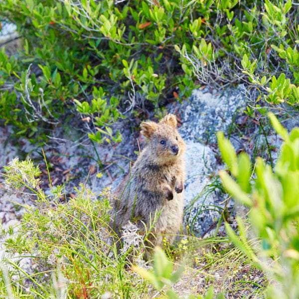 西オーストラリア州、ロットネスト島、海辺にたたずむ愛らしいクオッカ © Tourism WA