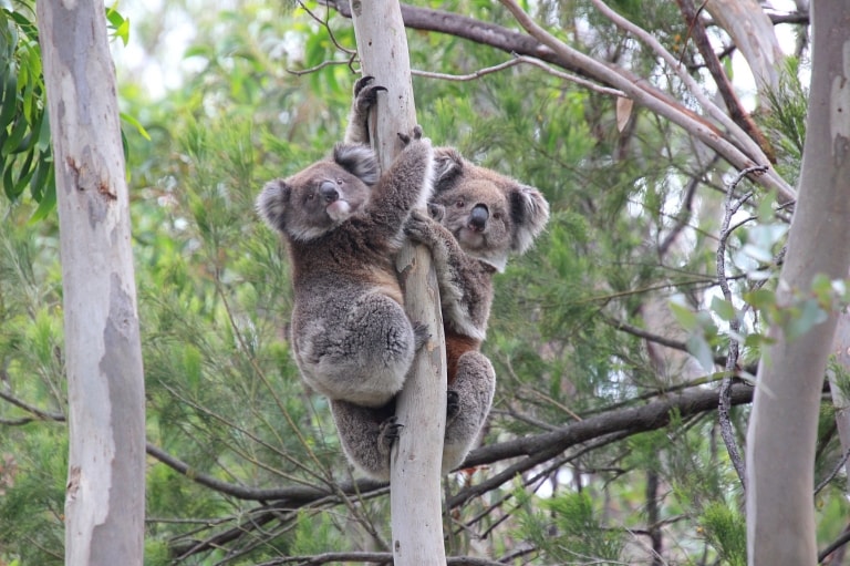 ユー・ヤングス・リージョナル・パークの木の上にいるコアラ © Koala Clancy Foundation