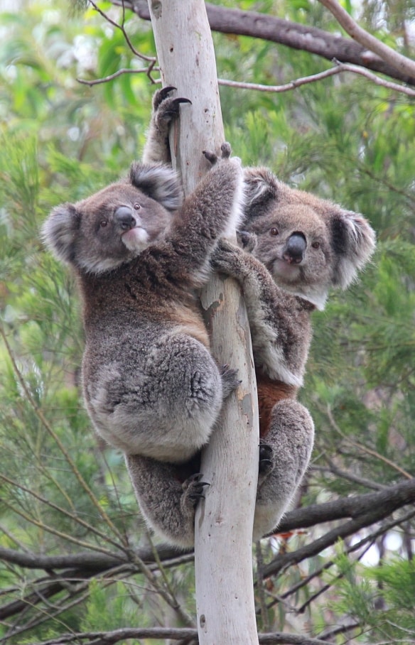 ユー・ヤングス・リージョナル・パークの木の上にいるコアラ © Koala Clancy Foundation