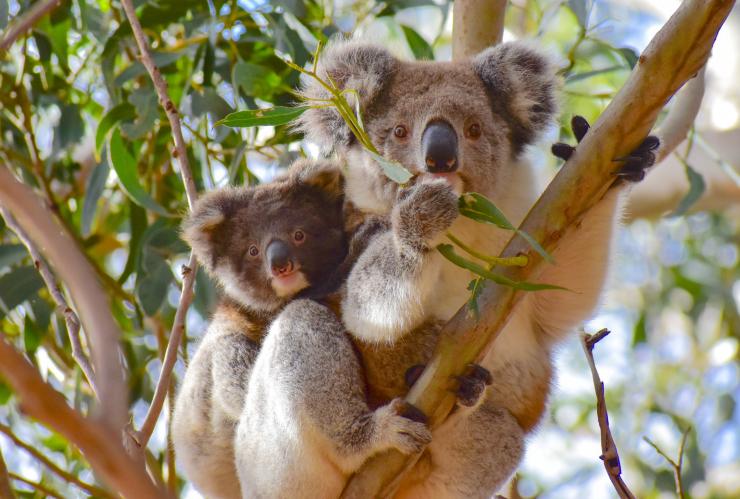 カンガルー島、木の上にいるコアラの親子 © Exceptional Kangaroo Island