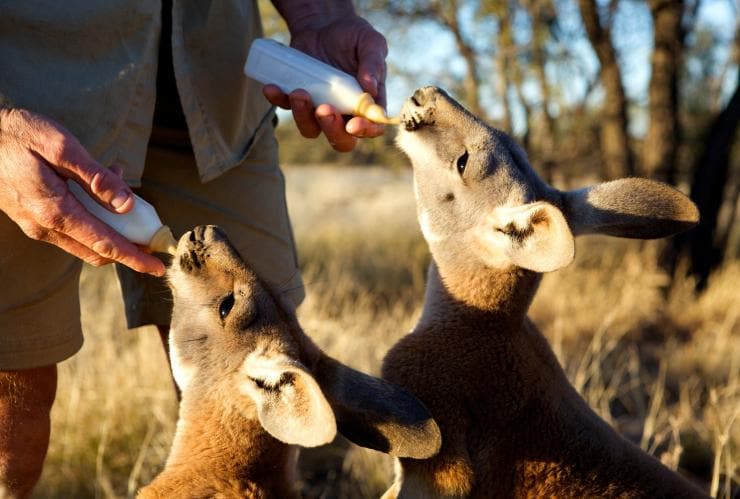 ノーザンテリトリー、アリス・スプリングス、カンガルー・サンクチュアリ、哺乳瓶からミルクを飲むカンガルー © The Kangaroo Sanctuary