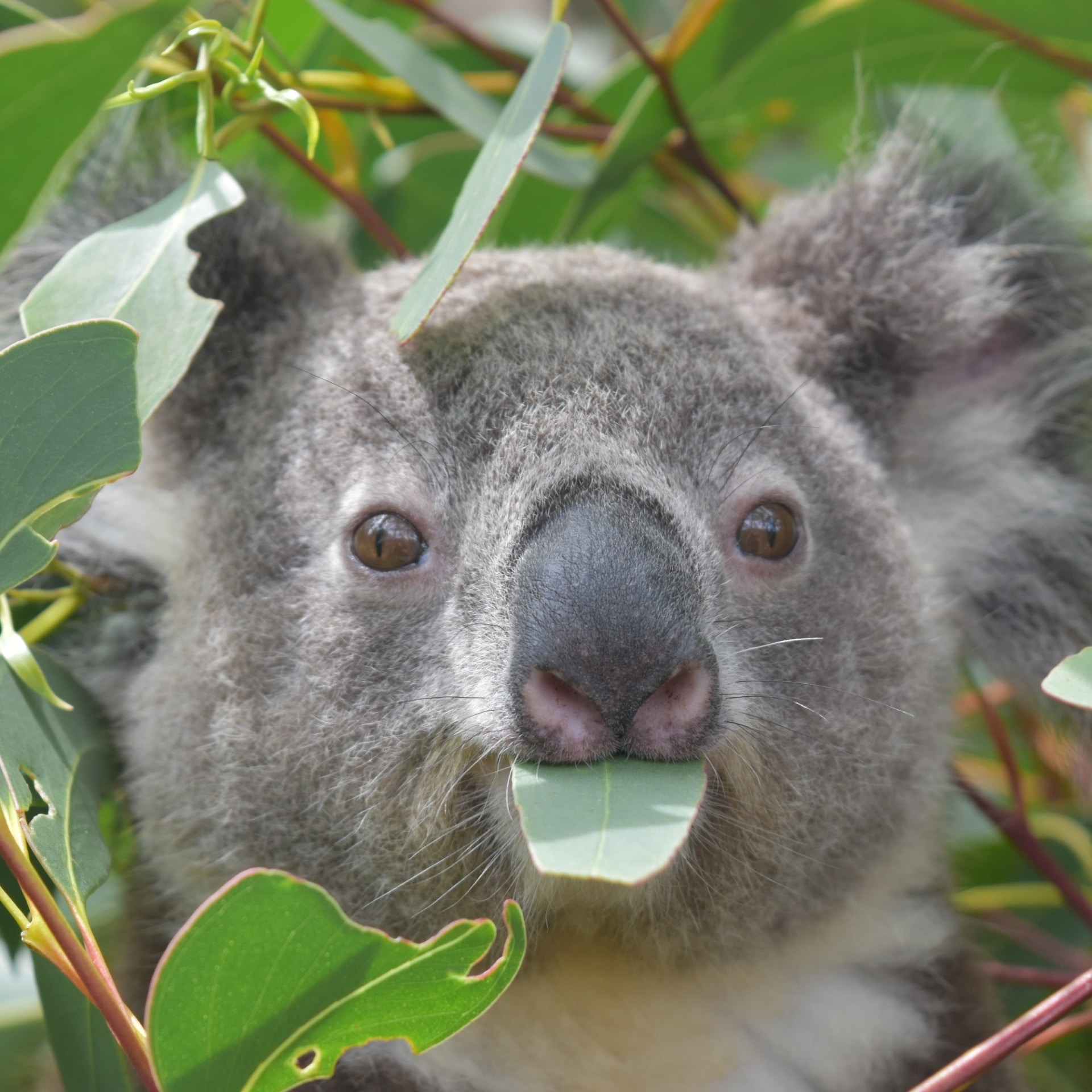 ニュー・サウス・ウェールズ州、オーストラリアン・レプタイル・パーク、コアラ © Australian Reptile Park