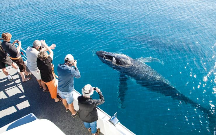 クイーンズランド州、ハービー・ベイ、ザトウクジラ © Matthew Taylor, Tourism and Events Queensland