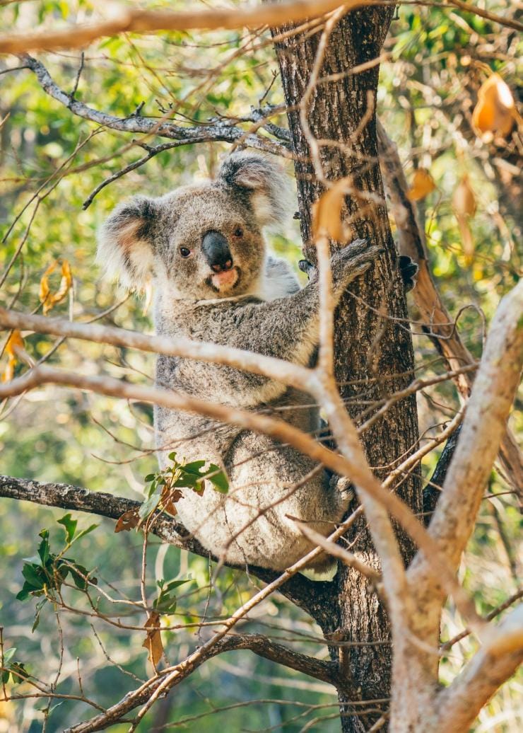 マグネティック島の樹上のコアラ © Tourism and Events Queensland