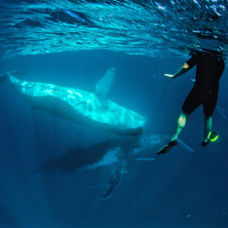ニンガルー海洋公園でザトウクジラとともに泳ぐ人々 © Exmouth Dive and Whalesharks Ningaloo