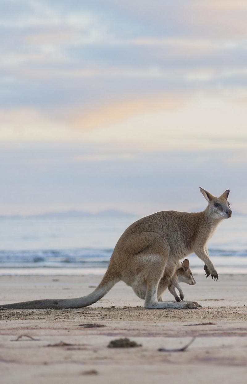 夕暮れのケープ・ヒルズボロー国立公園（Cape Hillsborough National Park）で浜辺にたたずむカンガルー © Tourism and Events Queensland