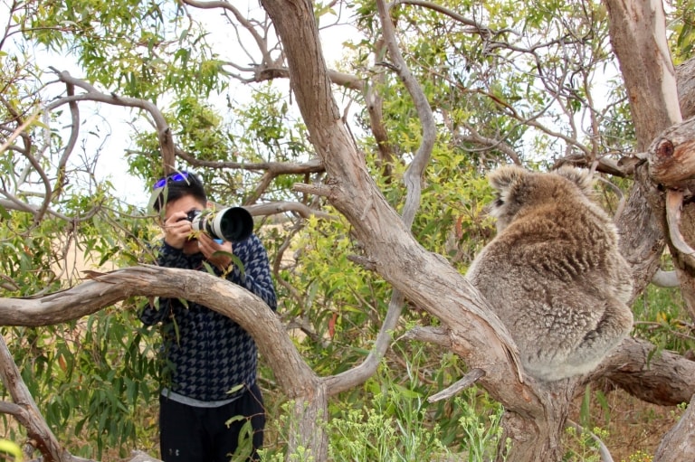 ポート・リンカーンのオーストラリアン・コースタル・サファリでコアラの写真を撮る男性 © Australian Coastal Safaris