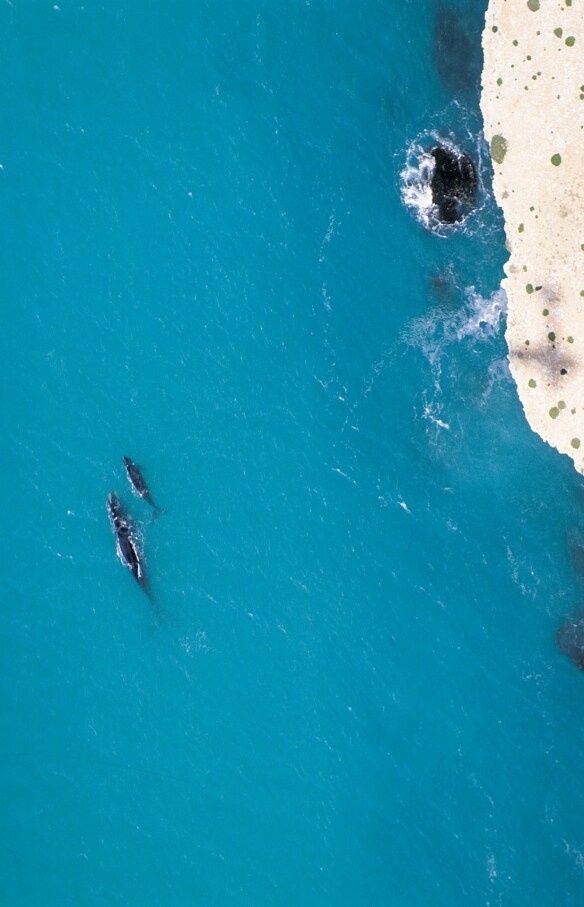 南オーストラリア州、ヘッド・オブ・バイト、ミナミセミクジラ © South Australian Tourism Commission