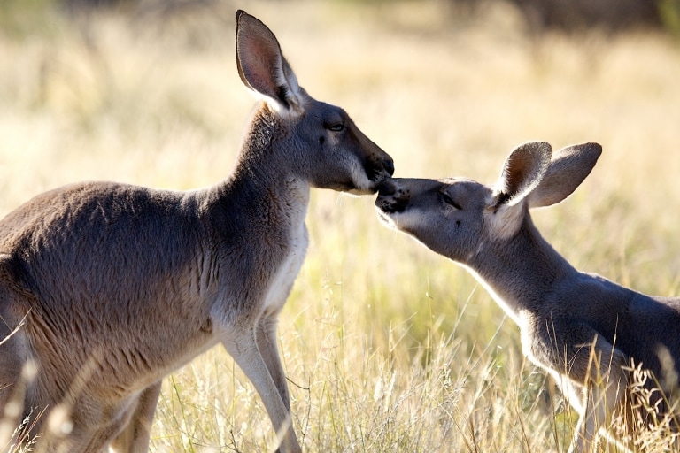 オーストラリアで最もかわいい動物と出会える場所 オーストラリア政府観光局