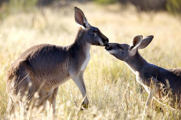 ノーザンテリトリー、アリス・スプリングス、カンガルー・サンクチュアリ © The Kangaroo Sanctuary