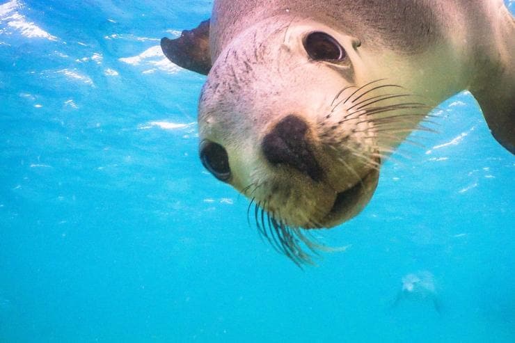クイーンズランド州、ウィットサンデー諸島、デイドリーム島、カメラに視線を向けるカンガルー © Tourism Australia