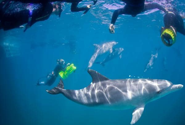 西オーストラリア州、ロッキンガム、ロッキンガム・ワイルド・エンカウンター © Rockingham Wild Encounters