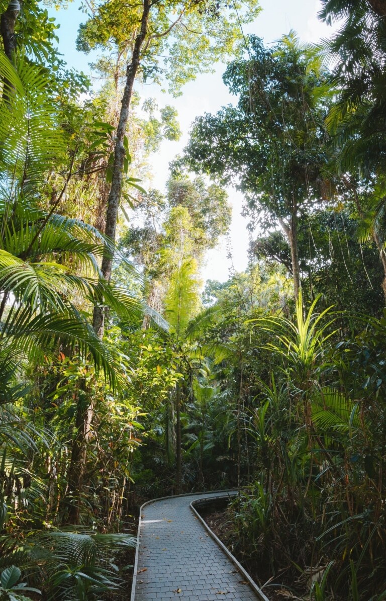  Cape Tribulation, Tropical North Queensland, QLD © Tourism Australia